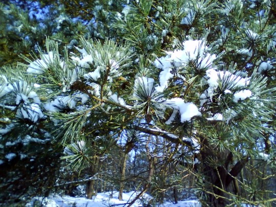 Pine needles in snow