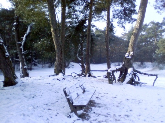 Pines and bench in snow
